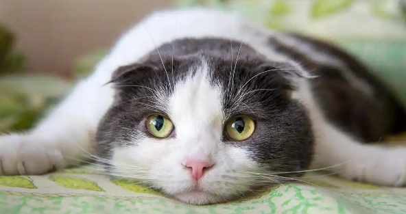 猫传腹是突然发病吗