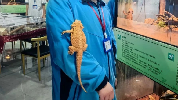 年轻人迷上“冷血萌物”,情绪价值撬动百亿新赛道 年轻人迷上“冷血萌物”,情绪价值撬动百亿新赛道