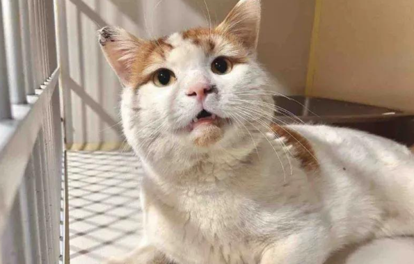 流浪猫半生漂泊终遇真爱，小男孩圣诞许愿，喜得新欢