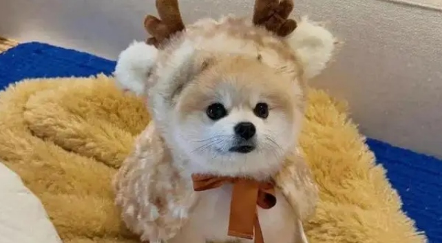 小狗穿麋鹿斗篷萌翻，网友质疑是假狗，主人晒正脸照力证真实