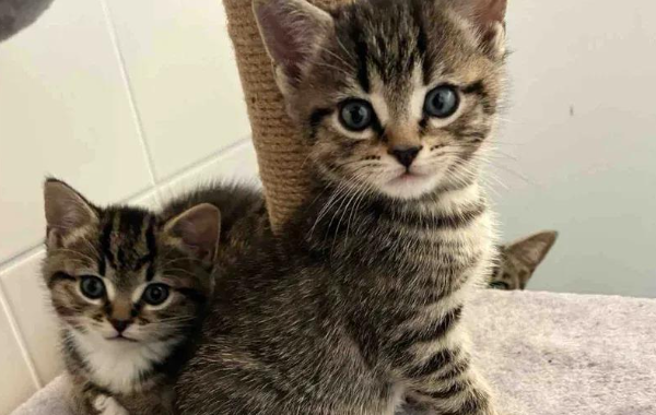 猫妈妈壁橱藏崽险丧命，如今苦尽甘来