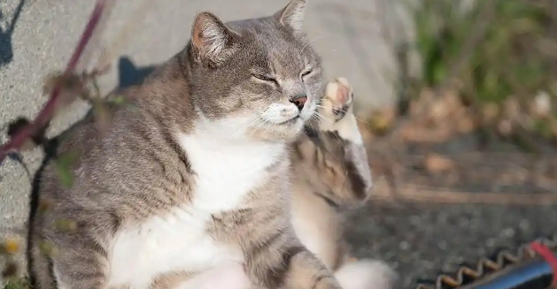 猫咪胆囊炎症食欲不振该怎么改善