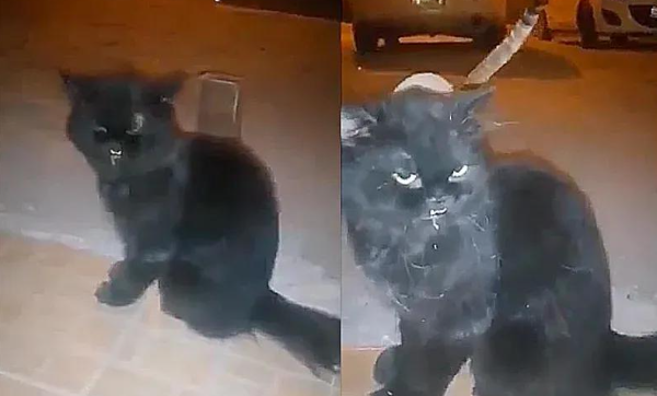 长相潦草的流浪猫,只因一次温柔的抚摸反转了命运! 长相潦草的流浪猫,只因一次温柔的抚摸反转了命运!