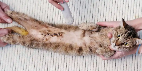 猫传腹多久会有症状