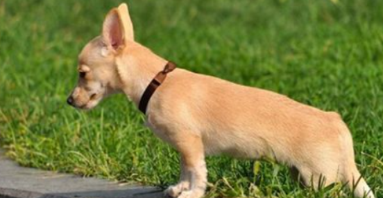 狗狗便秘4天，怎么帮助排便？