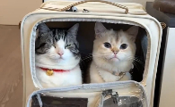 老用户升级指南：猫包买什么样的好？乐福loffepet进阶款开启人宠舒适新境界