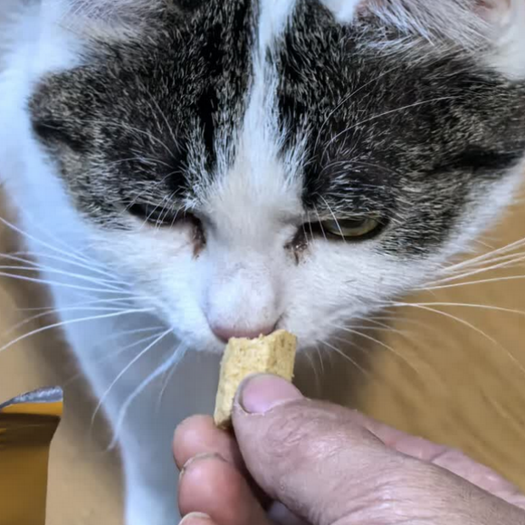 什么猫粮对肠胃好?新宠主必看“纯想” 什么猫粮对肠胃好?新宠主必看“纯想”