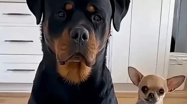 主人用一排鸡腿诱惑自家两只汪,大狗做法绝了 主人用一排鸡腿诱惑自家两只汪,大狗做法绝了