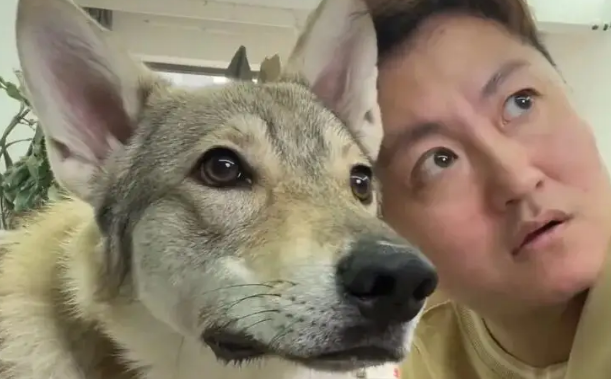 博主携狗子前一秒说自己不怕老婆,下一秒眼神瞬间清澈 博主携狗子前一秒说自己不怕老婆,下一秒眼神瞬间清澈