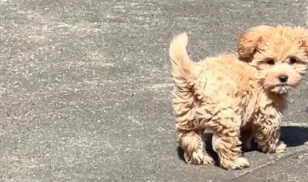 开完庭出来看到法院里有两只小奶狗，直接顺走会被起诉吗