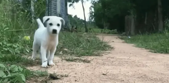 小奶狗因尿在地上，被主人暴打后扔到臭水沟，结局让人感动泪目