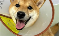 狗狗库兴氏综合征是啥？