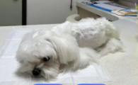 给狗治感冒肺炎的偏方