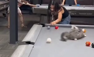 女子打台球，猫咪会帮忙进球。网友：这陪练给足了情绪价值