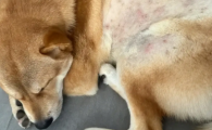 狗狗尾巴没毛是什么原因
