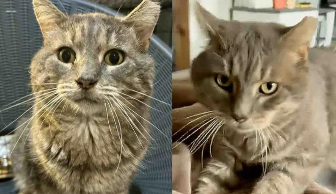 街头浪子野性消,铁汉柔情的流浪猫,终于遇到了温暖的家! 街头浪子野性消,铁汉柔情的流浪猫,终于遇到了温暖的家!