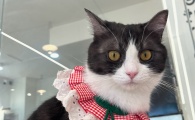 猫咪牙结石清理办法