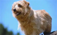 诺福克梗犬历史由来是什么?看这里!