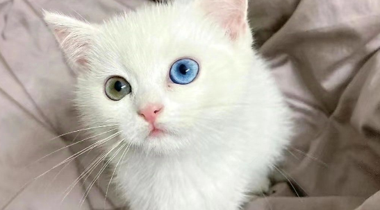 猫异瞳怎么回事 猫异瞳怎么回事