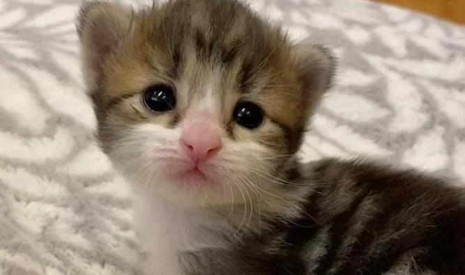 小猫出生即被判死刑，它却用小袋鼠的形象惊艳了所有人！