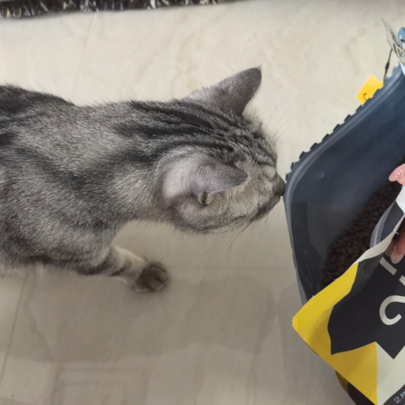 幼猫猫粮推荐什么?养猫人都在聊一二三伴 幼猫猫粮推荐什么?养猫人都在聊一二三伴