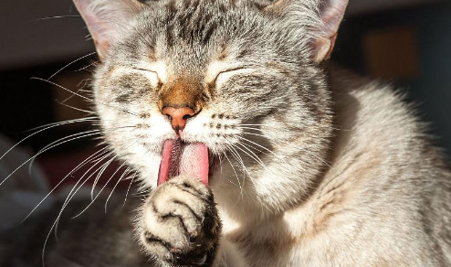 猫咪疯狂舔自己的身体是什么原因 猫咪疯狂舔自己的身体是什么原因