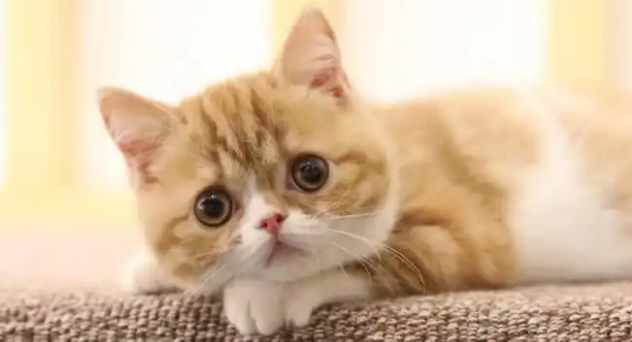 猫咪爪垫肿胀溃烂怎么护理