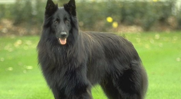 舒柏奇犬怎么训练?注意:口令不要随意更改 舒柏奇犬怎么训练?注意:口令不要随意更改