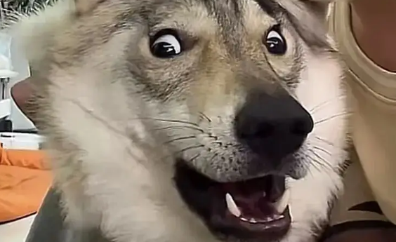 博主携狗子前一秒说自己不怕老婆,下一秒眼神瞬间清澈 博主携狗子前一秒说自己不怕老婆,下一秒眼神瞬间清澈