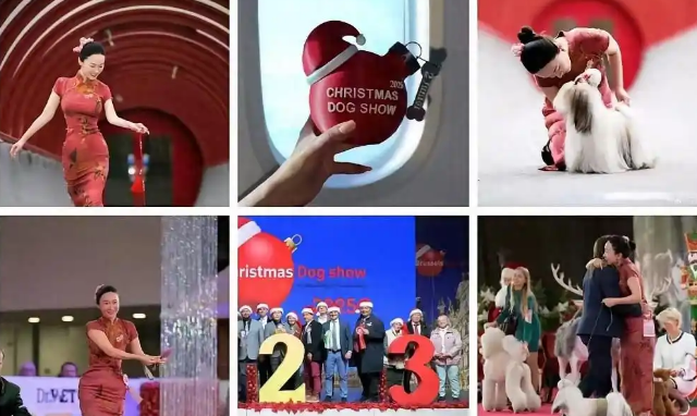 霍思燕带爱犬参加国际犬展成功夺冠！