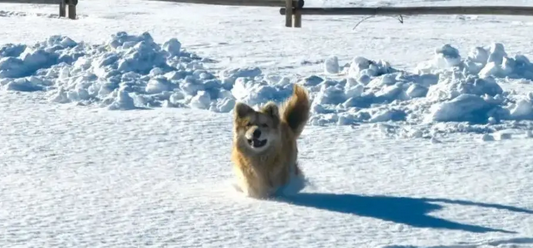 在雪乡偶遇一只狗狗，瞬间被治愈，狗子：泥嚎，住店吗？
