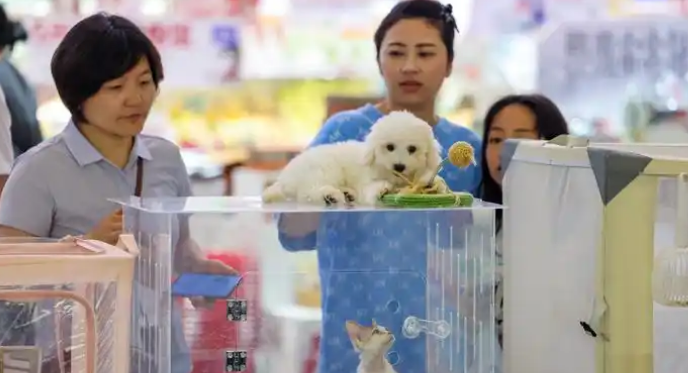 00后养宠人数约2000万,宠物经济岗位大涨30% 00后养宠人数约2000万,宠物经济岗位大涨30%