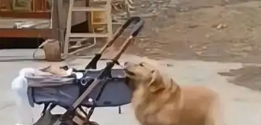 金毛一咬救下溜坡婴儿车，网友：这狗能处,有事真上