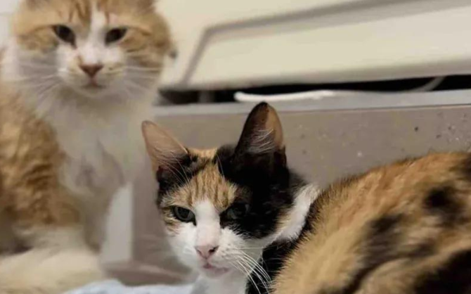 流浪猫被救助后产子，猫爸在旁守护感动众人，结局太暖人心