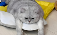 猫不吃东西四肢瘫软站不起来