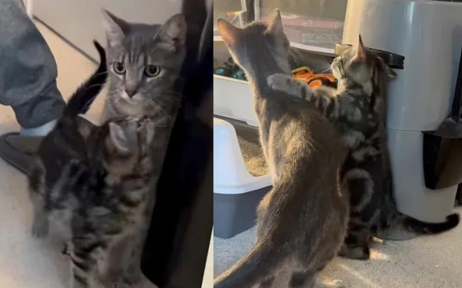 领养两只小猫后,全家又折返接回猫妈妈,重逢现场甜度爆表 领养两只小猫后,全家又折返接回猫妈妈,重逢现场甜度爆表