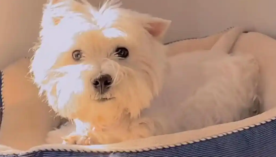 北京首例宠物中毒刑事公诉案宣判，被告人被判有期徒刑四年