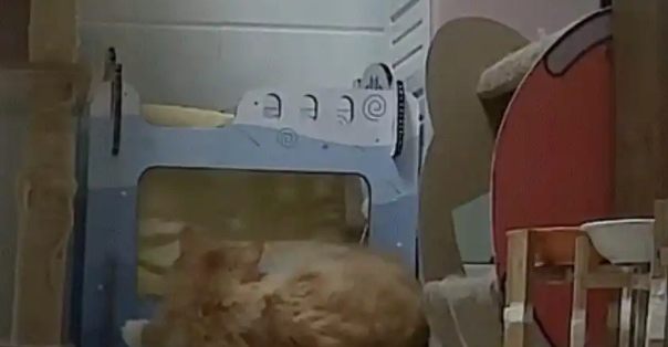 15斤猫一觉睡塌床!监控拍下“饮料出货式”坠落现场 15斤猫一觉睡塌床!监控拍下“饮料出货式”坠落现场