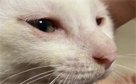猫咪眼睛流泪红肿，该用什么滴眼液？