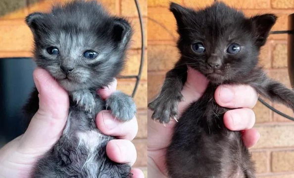 两只小猫并非同窝，却命运相连，彼此守护最终迎来温暖的家