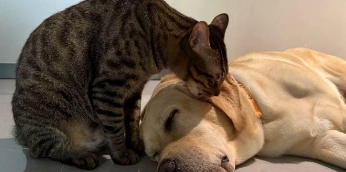 饿猫搭档馋狗偷吃，听到主人脚步声近，狗子影帝附身瞒天过海