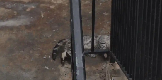 小区内多只猫咪“离奇”死亡，业主提出质疑