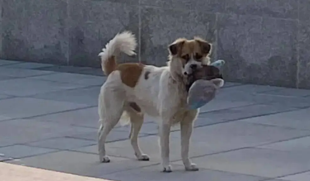 网友送给流浪狗一个玩具，小家伙挖洞把它藏起来