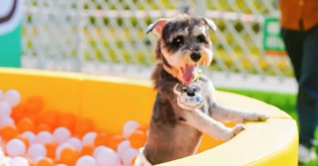 破译“它经济” “粤宠同行”广东宠物友好空间测评项目启动