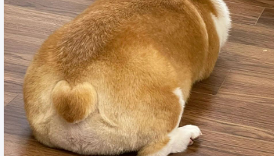 狗狗屁股有血怎么回事