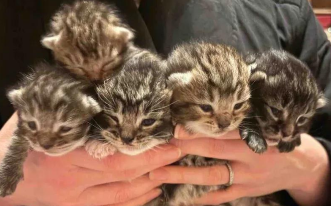废墟里的猫妈生下四子,谁知回家又添一宝,原来爱从未缺席 废墟里的猫妈生下四子,谁知回家又添一宝,原来爱从未缺席