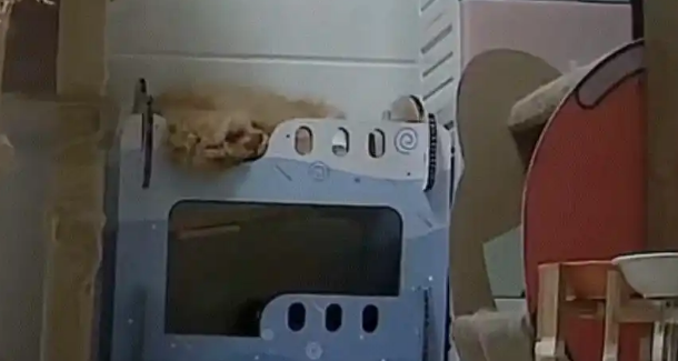 15斤猫一觉睡塌床!监控拍下“饮料出货式”坠落现场 15斤猫一觉睡塌床!监控拍下“饮料出货式”坠落现场