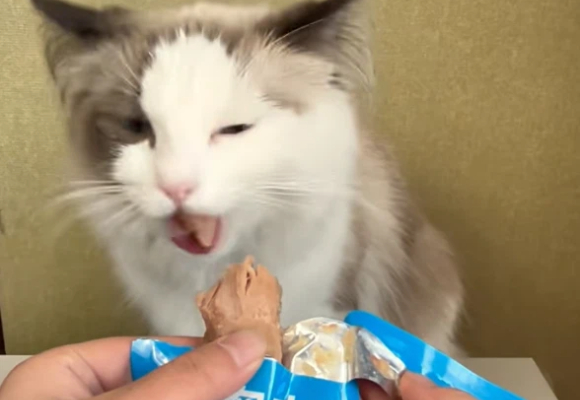 多猫家庭猫零食推荐:库克KUKIPETS鸭胸肉复购党必囤 多猫家庭猫零食推荐:库克KUKIPETS鸭胸肉复购党必囤