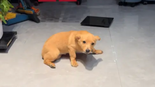 结婚当天狗狗犯错被教育，最后的变脸更让人笑得肚子疼