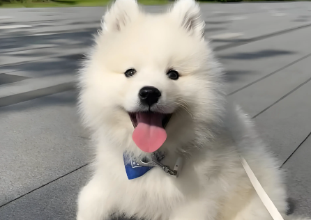 狗感冒吃药需多长时间